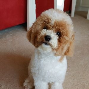 Meet your Posher, Tina